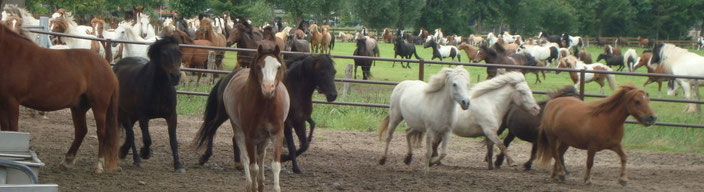 Junkern Beel