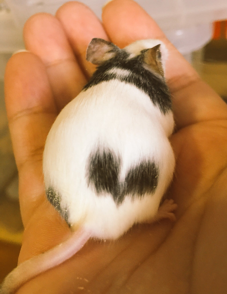 【もちお】＊未使用＊AVIERA　アビエラ　Nezumi　ネズミ えっくす☆きゅーと】1/6『Chiika（ちいか）／ Sweet Memory