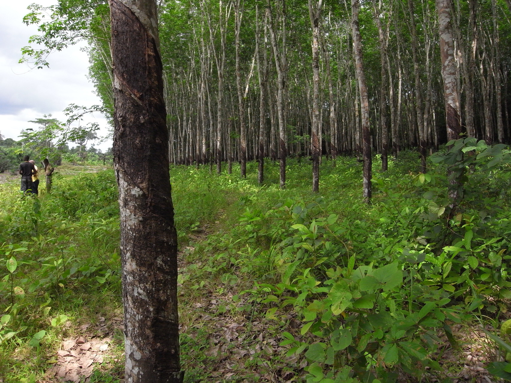 Plantation hévéas  Tshanfeto