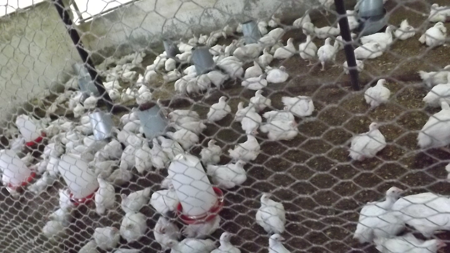 poule  Tshanfeto