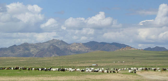 Schaf- und Ziegenherde in der Mongolei, aufgenommen von ritsch-ratsch