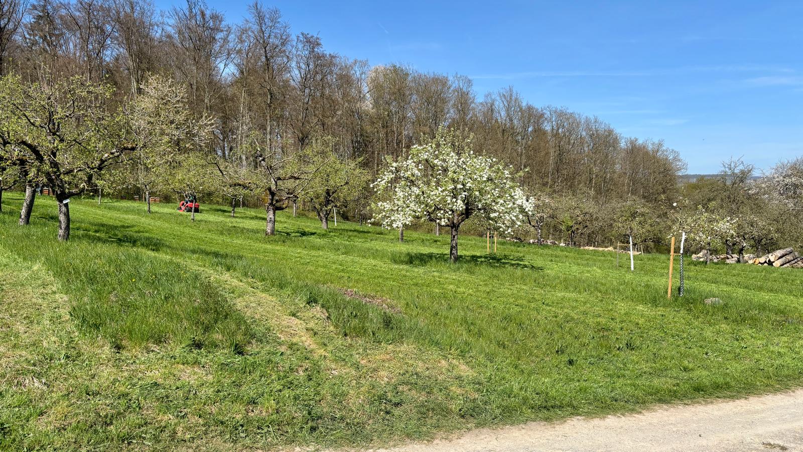 Mahd Obstsortengarten 12.04.2025
