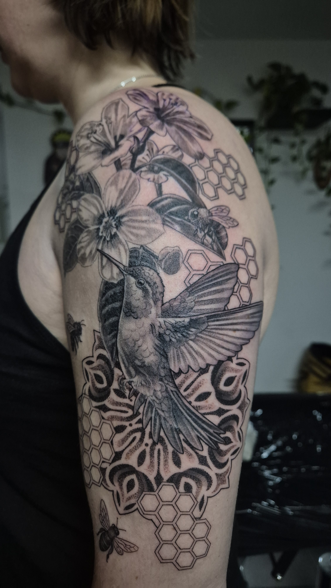 Kolibri 