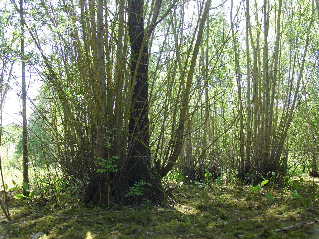 Dans l'ancien étang sainte megrine