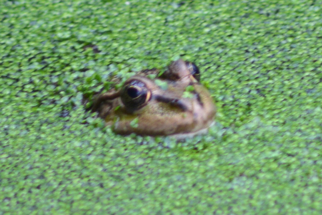 Grenouille