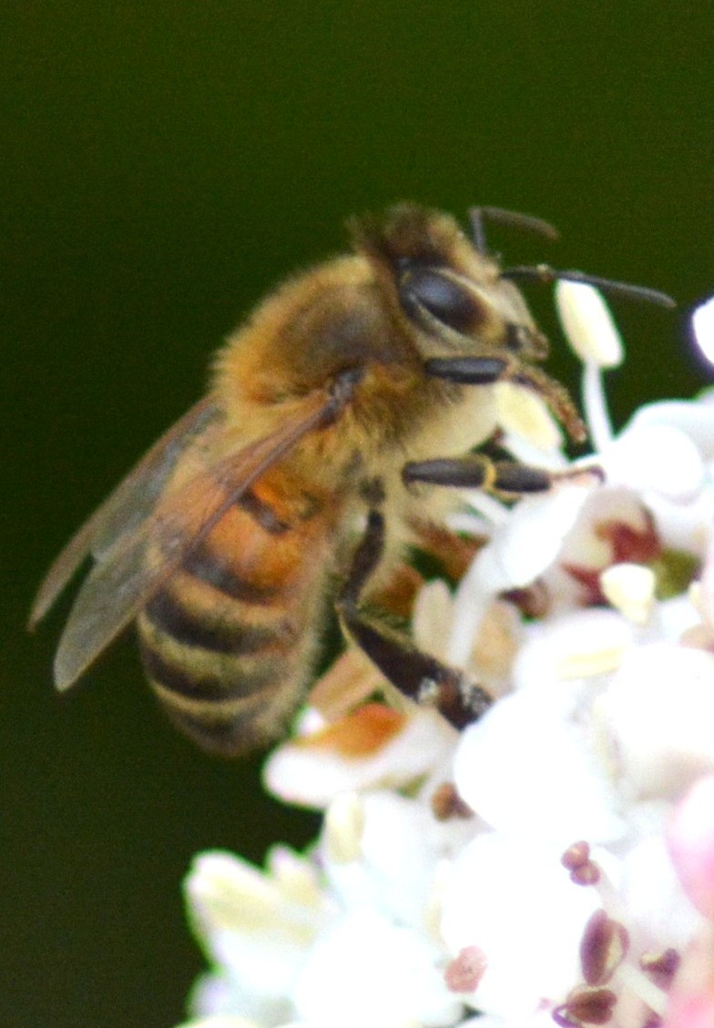 L'abeille Apis mellifica 