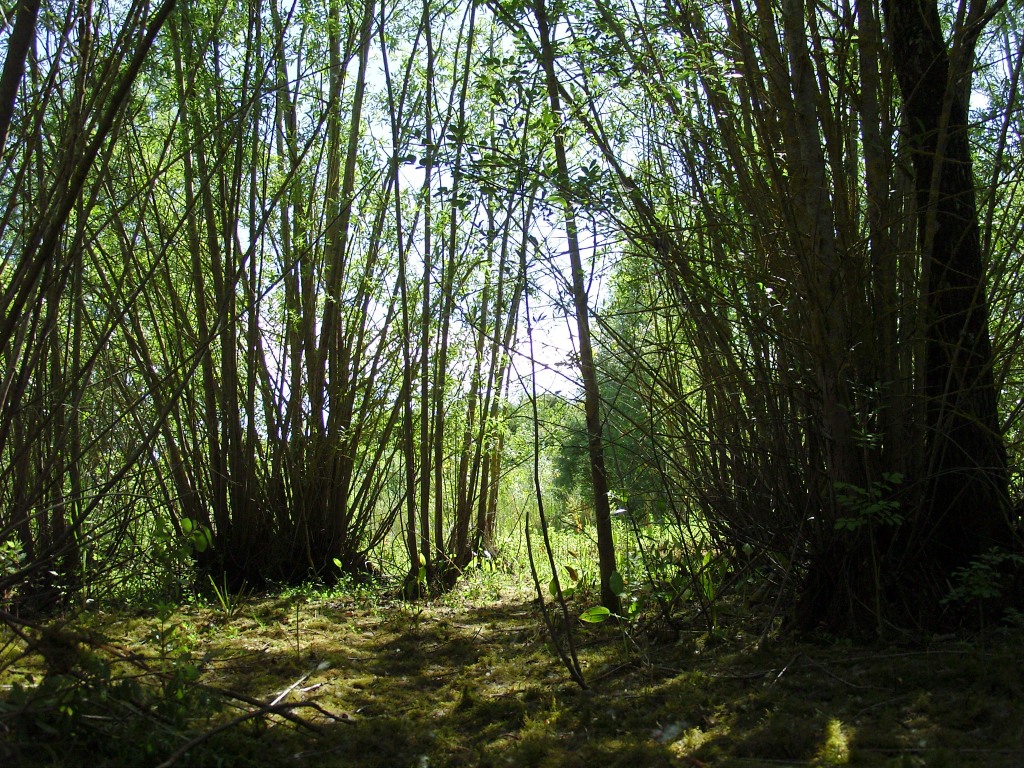 Dans l'ancien étang sainte mégrine