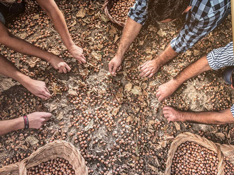 Auswahl der besten Haselnüsse für das beste Nocciola der Welt