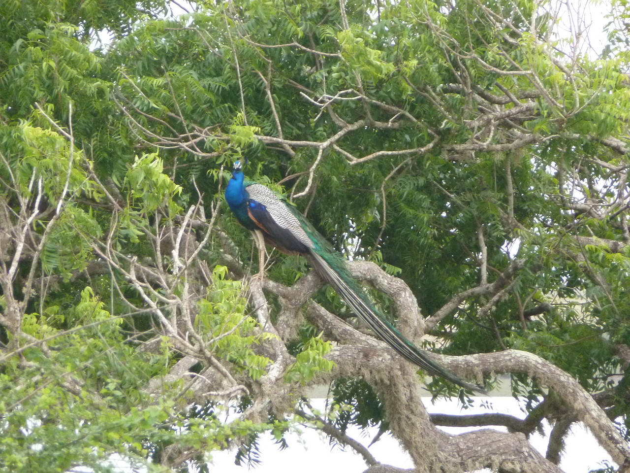 Jeep-Safari im Yala Nationalpark