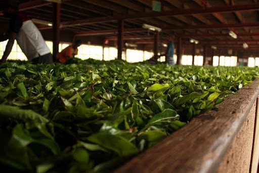 Führung durch die Teefabrik