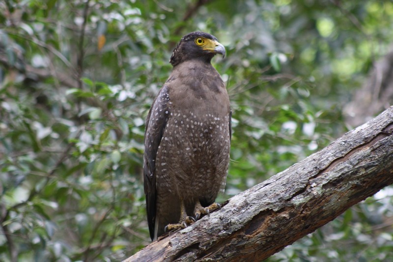 Jeep-Safari im Yala Nationalpark