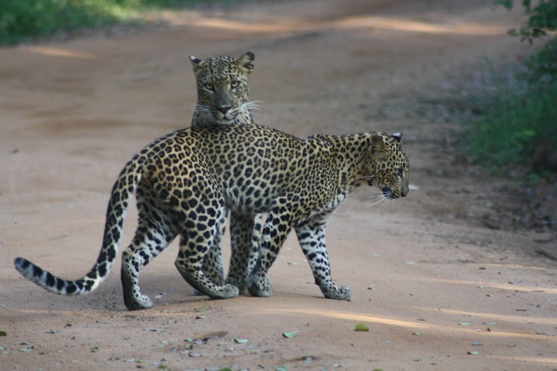 Jeep-Safari im Yala Nationalpark