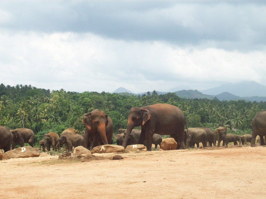 Elefantenwaisenhaus Pinnawela