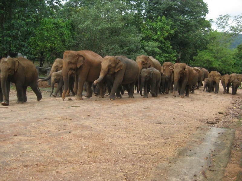 Pinnawela-Elefantenwaisenhaus