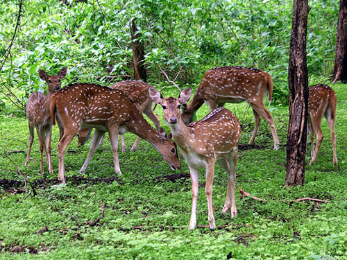 Jeep-Safari im Yala Nationalpark