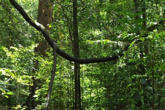 Dchnungel-Safari durch den Sinharaja Regenwald