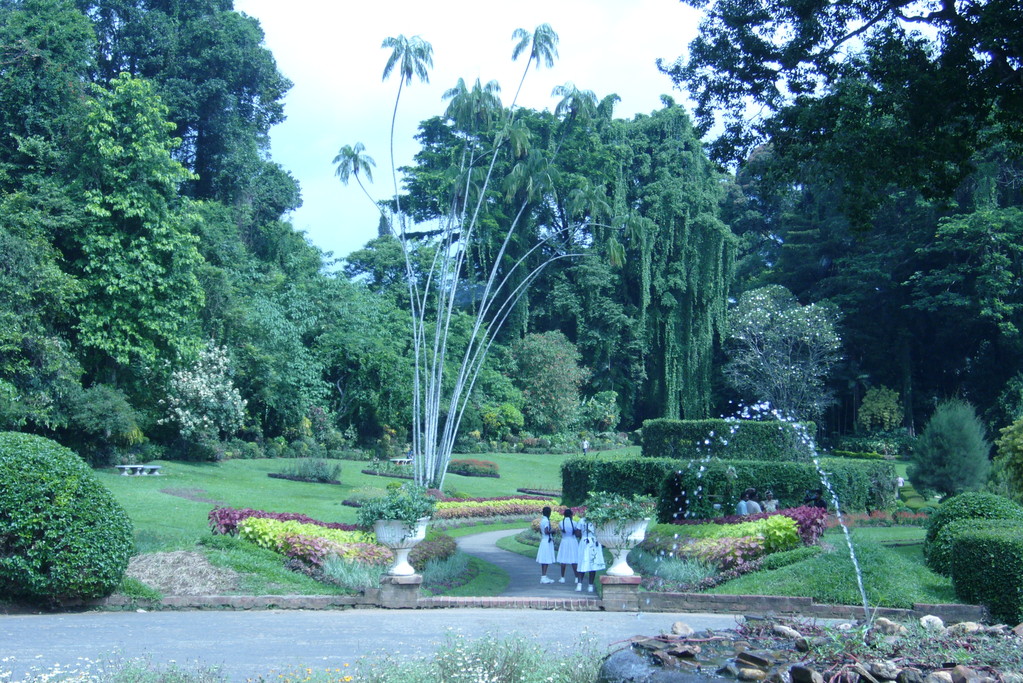 Botanischer Garten, Peradeniya