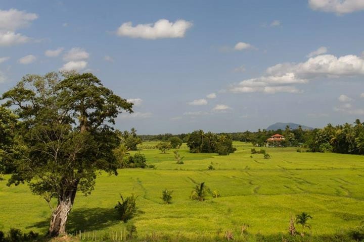Sattgrüne Reisfelder, Tissamaharama