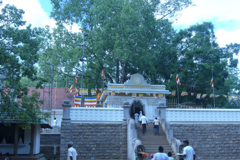 Sri Mahabodhi Baum