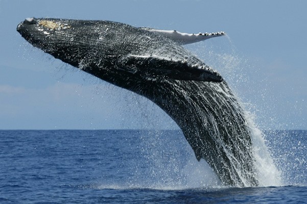 Whale & Dolphin Watching Boot-Safari, Mirissa