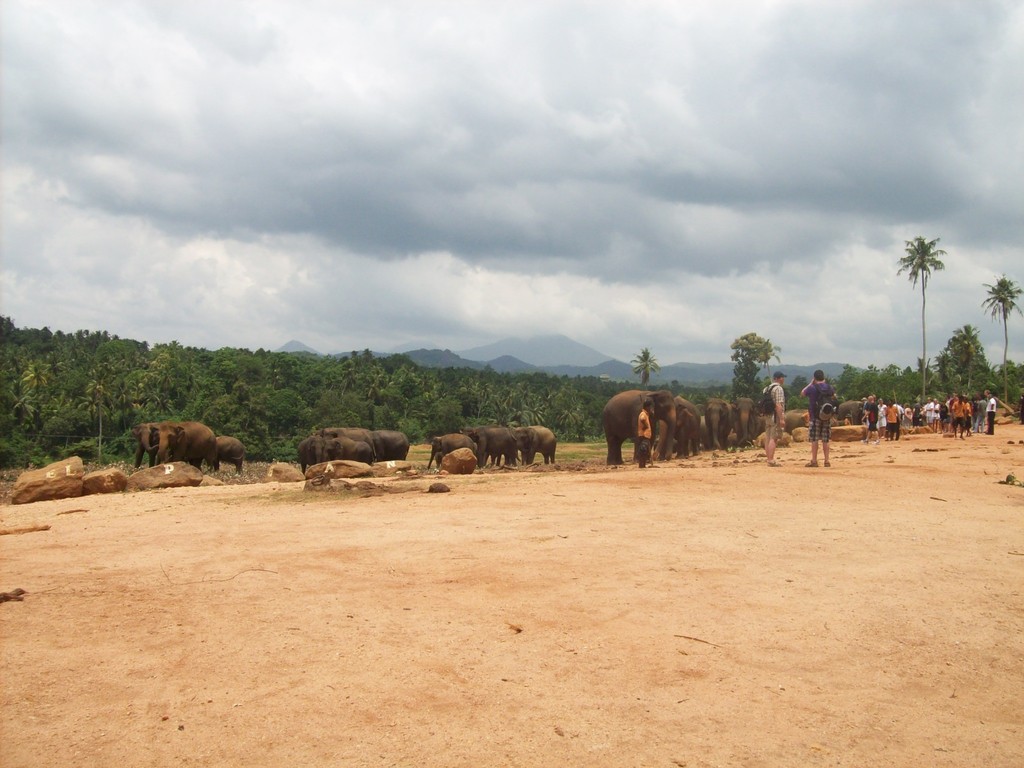 Elefantenwaisenhaus, Pinnawela
