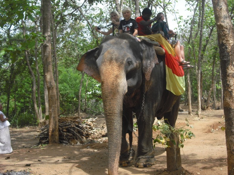 Elefantenreiten, Habarana