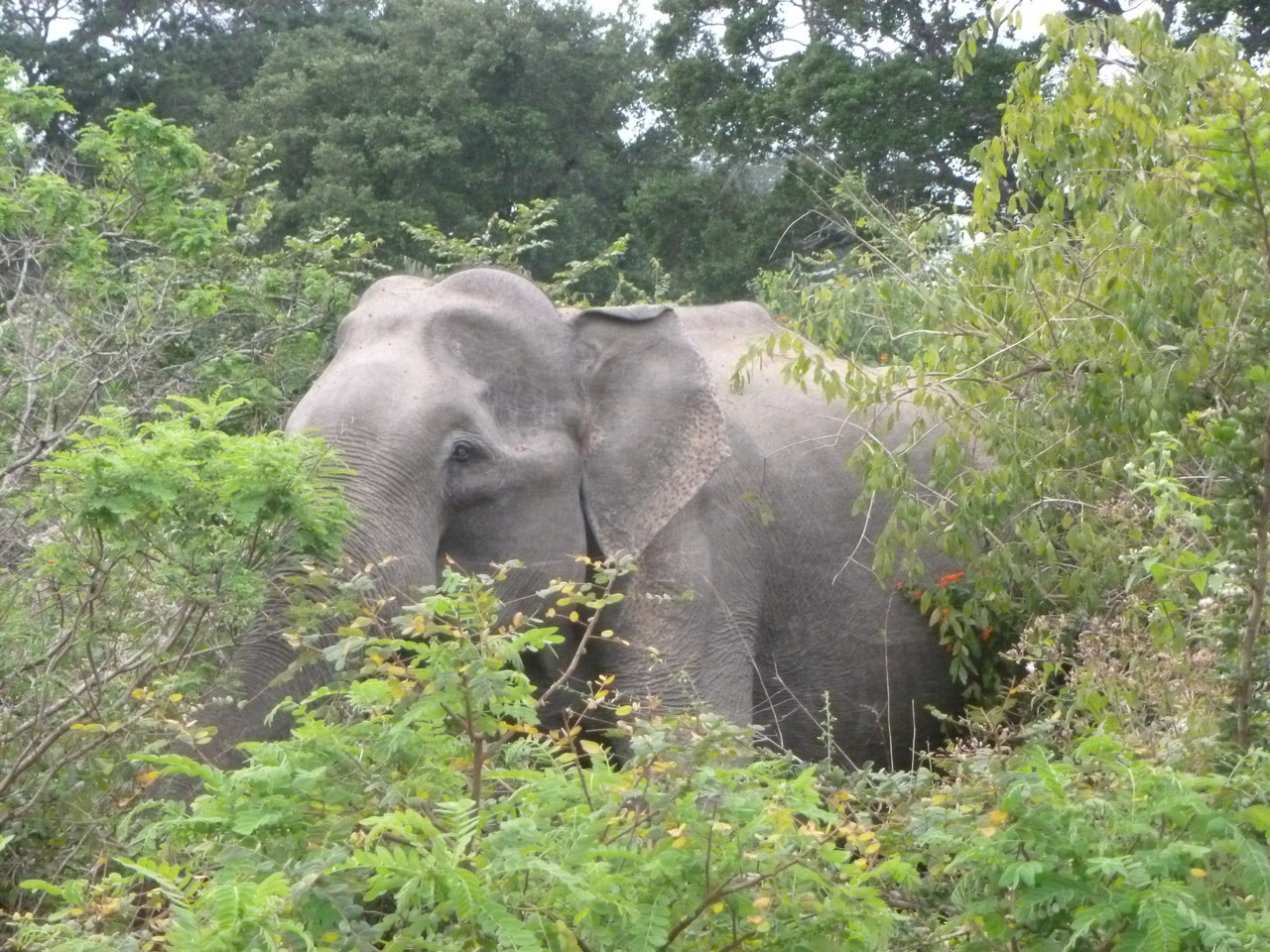 Jeep-Safari im Yala Nationalpark