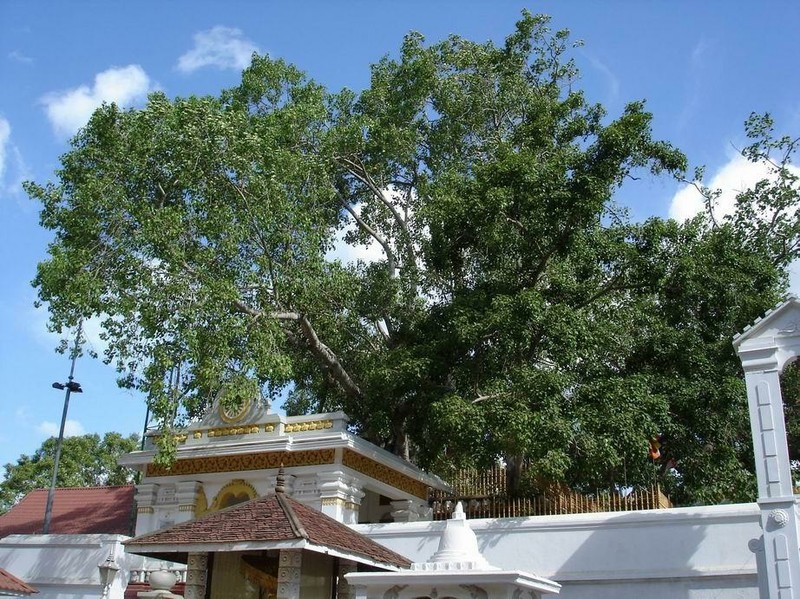 Sri Mahabodhi Baum