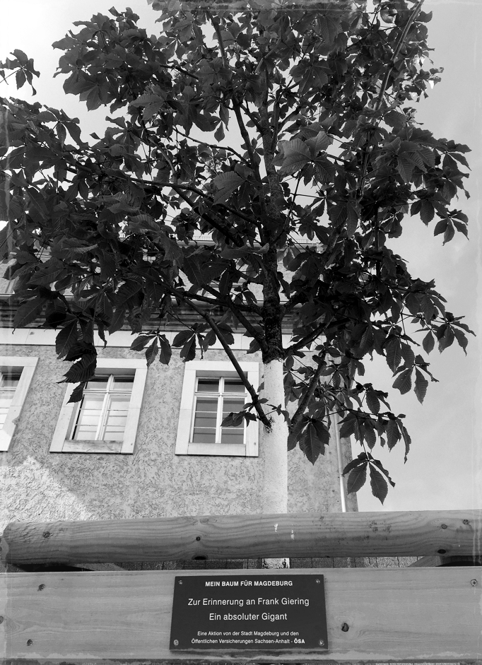 Ein Baum für Frank Giering: Lothar-Kreyssig-Straße, Magdeburg