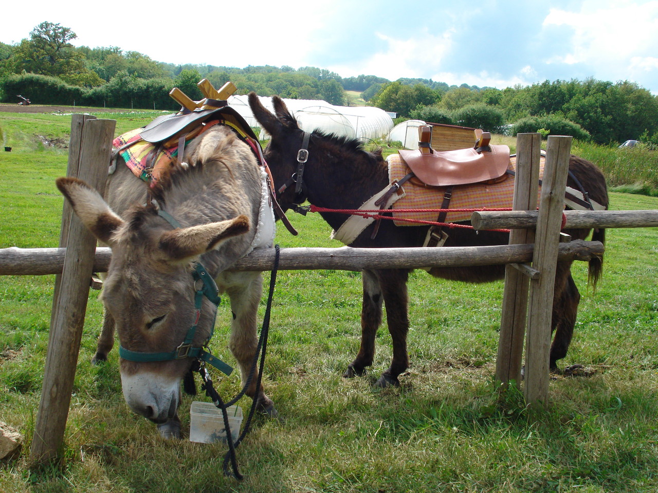 Balade avec un âne Ferme bio Ane & Carotte