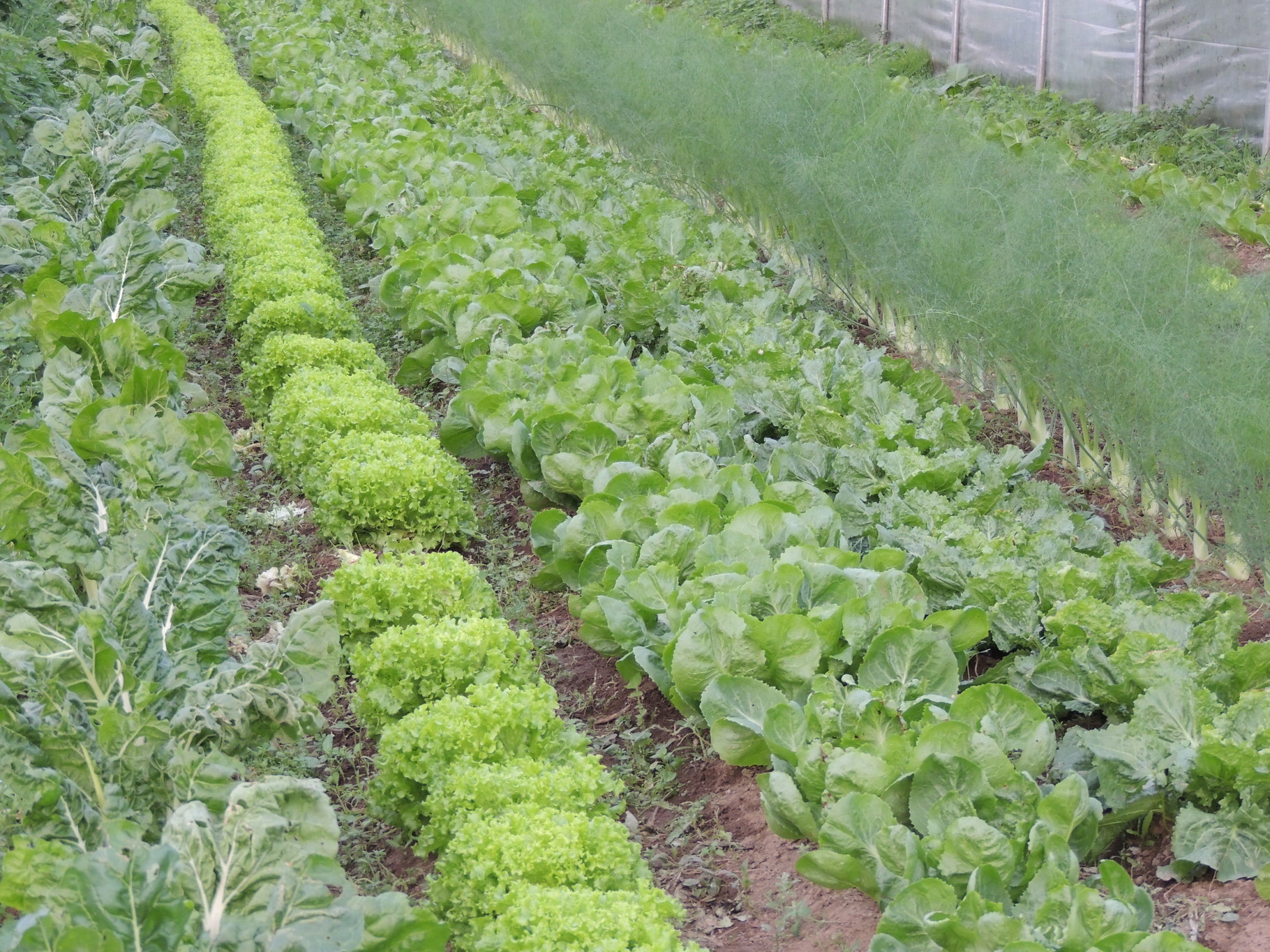 Les Cultures Ferme bio Ane & Carotte