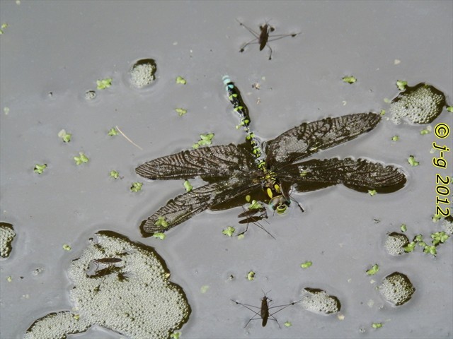 Blaugrüne Mosaikjungfer tot im Wasser