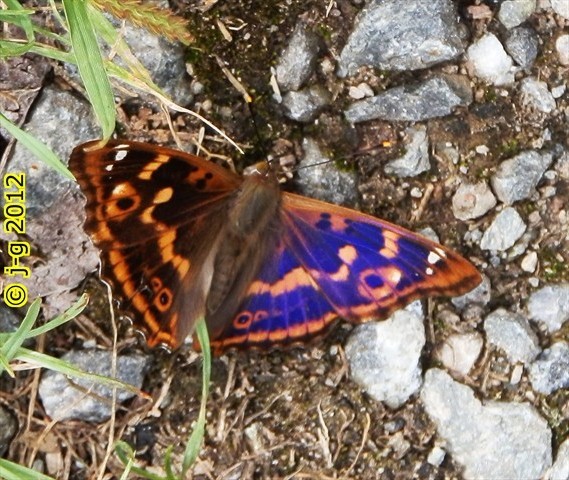 Einheimische Schmetterlinge - Übersicht - Naturbeobachtungen im