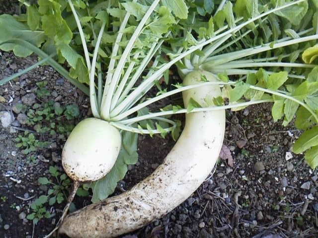 聖護院大根と５キロくらいある青首大根です♪
