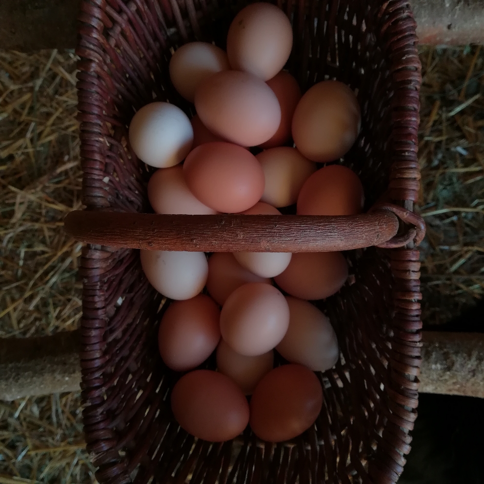 J'adore allé chercher les œufs. Je suis comme une enfant ! 