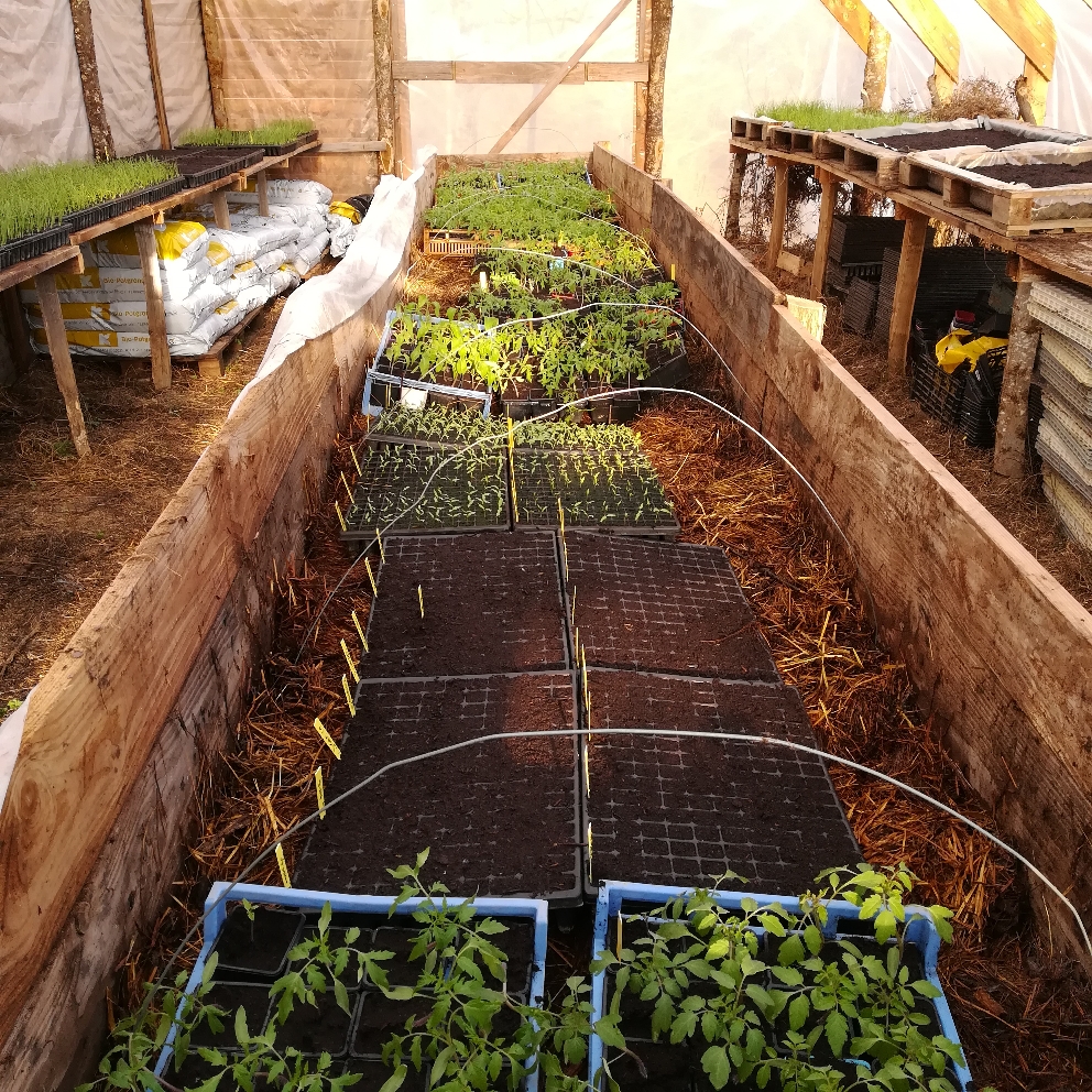 La couche chaude ( ou fumier de brebis recyclé) dans la serre à plants 