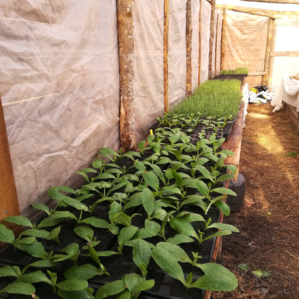 Futures courgettes. 