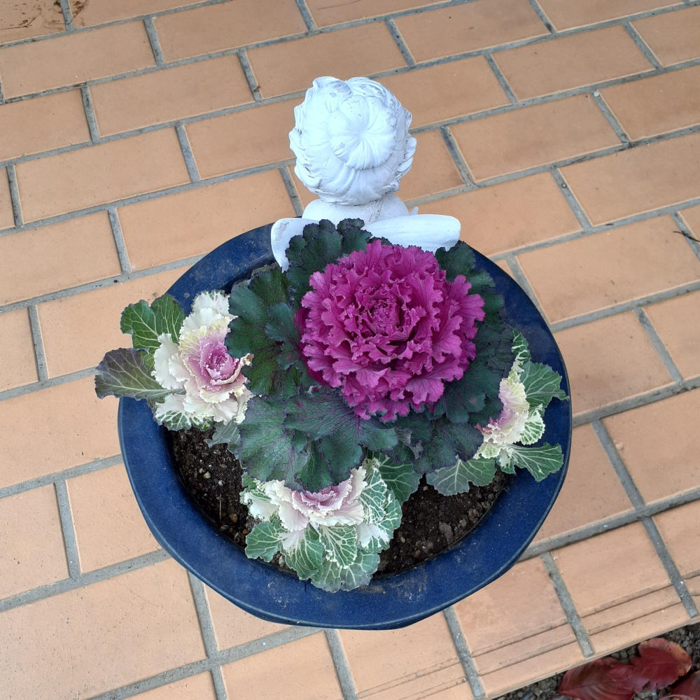 フェアリーと花キャベツ
