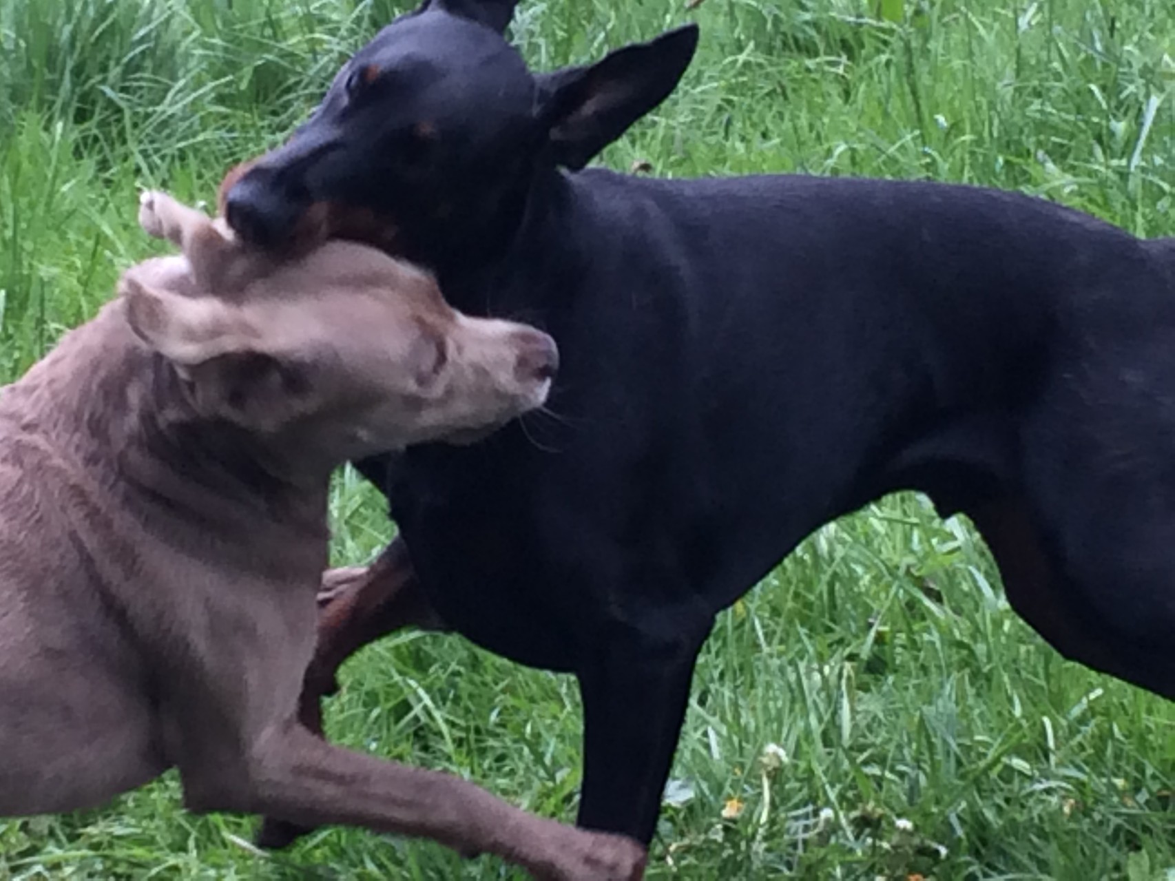 Hundeschule, Hundetraining Hamburg, Gassiservice Hamburg, Hundebetreuung Hamburg, Hundeschule Hamburg