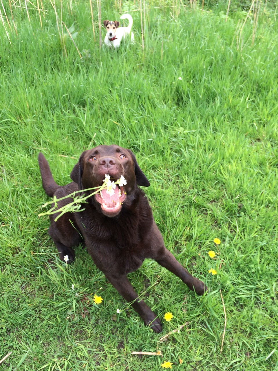 Hundeschule, Hundetraining Hamburg, Gassiservice Hamburg, Hundebetreuung Hamburg, Hundeschule Hamburg