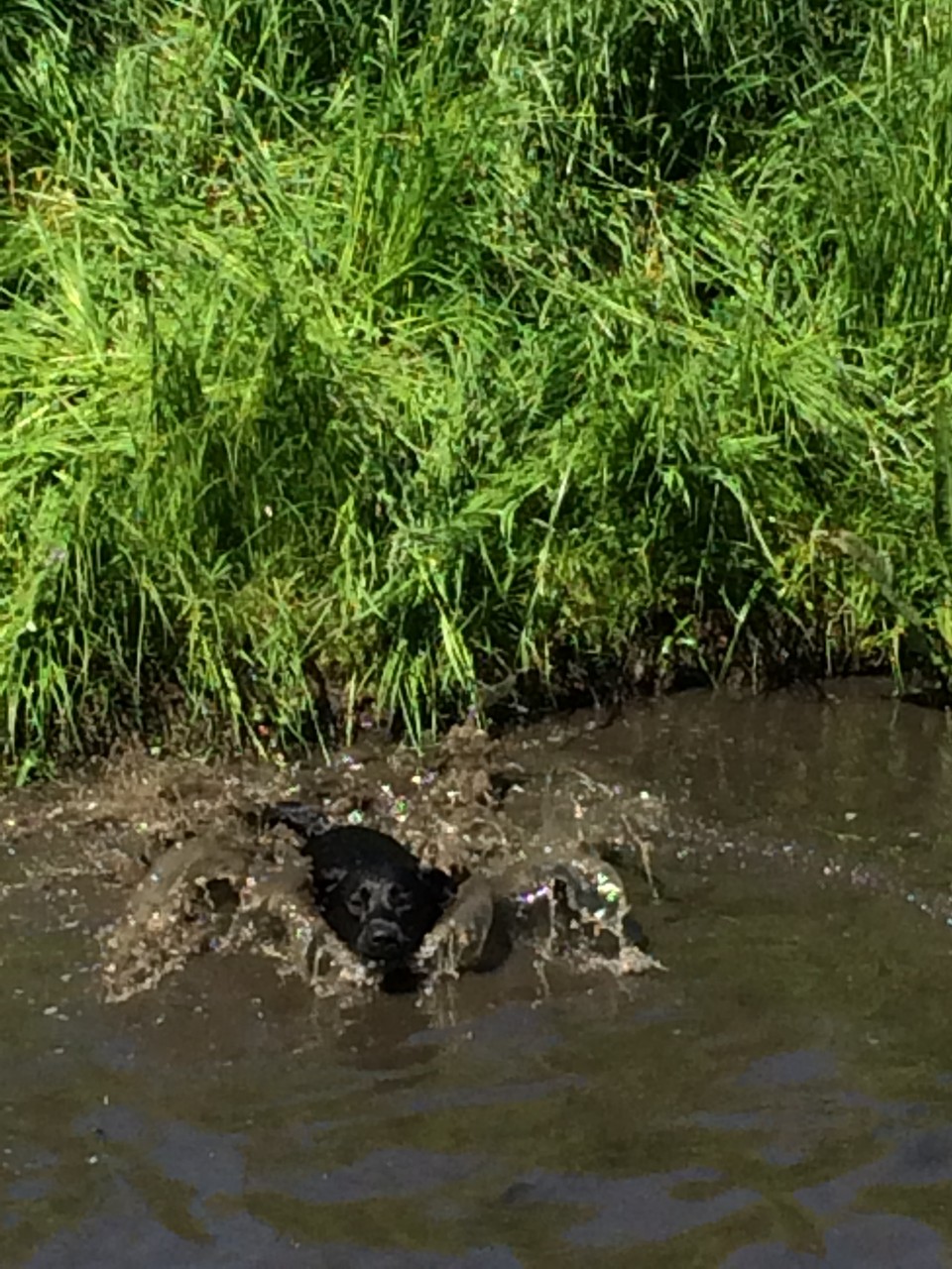 Hundeschule, Hundetraining Hamburg, Gassiservice Hamburg, Hundebetreuung Hamburg, Hundeschule Hamburg