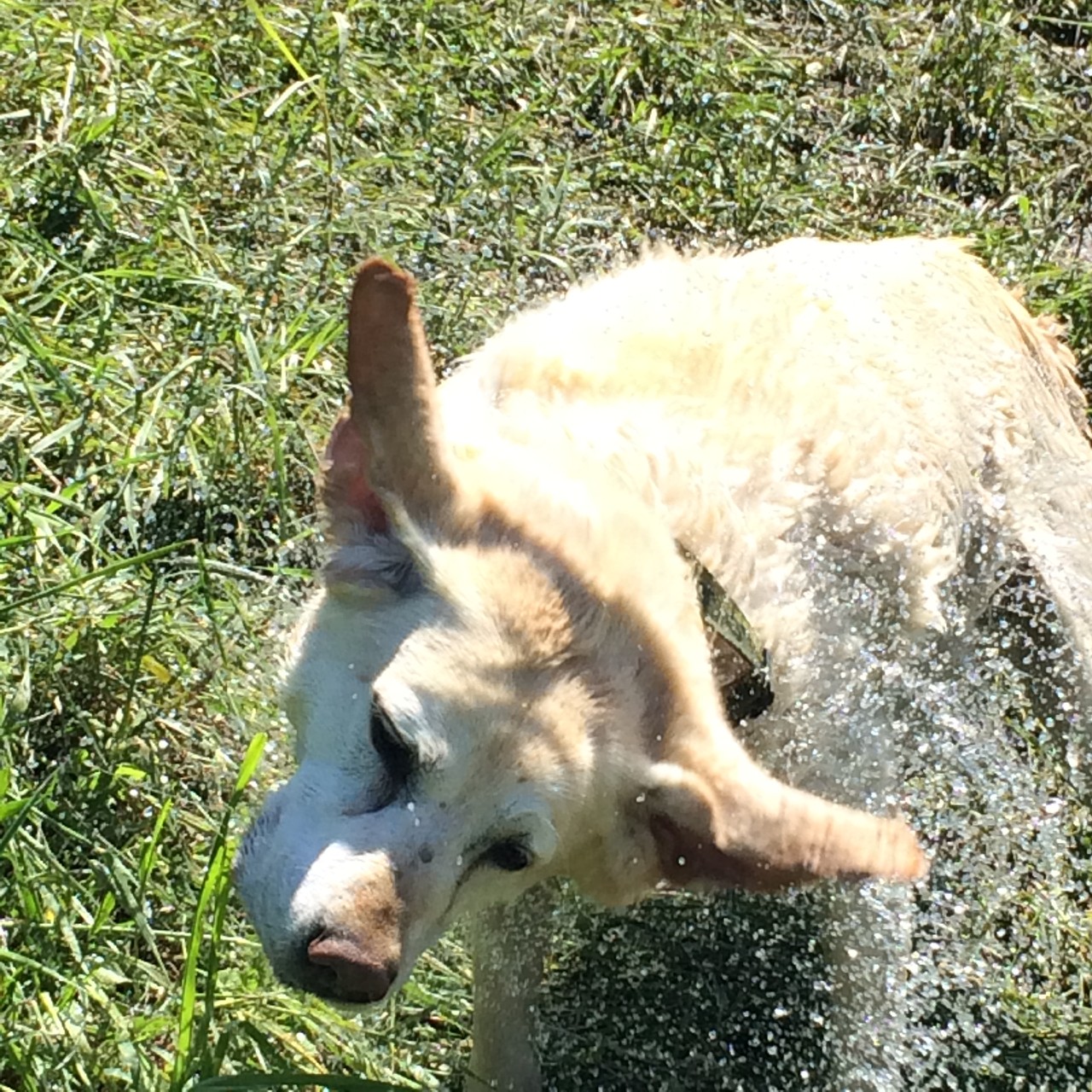 Hundeschule, Hundetraining Hamburg, Gassiservice Hamburg, Hundebetreuung Hamburg, Hundeschule Hamburg