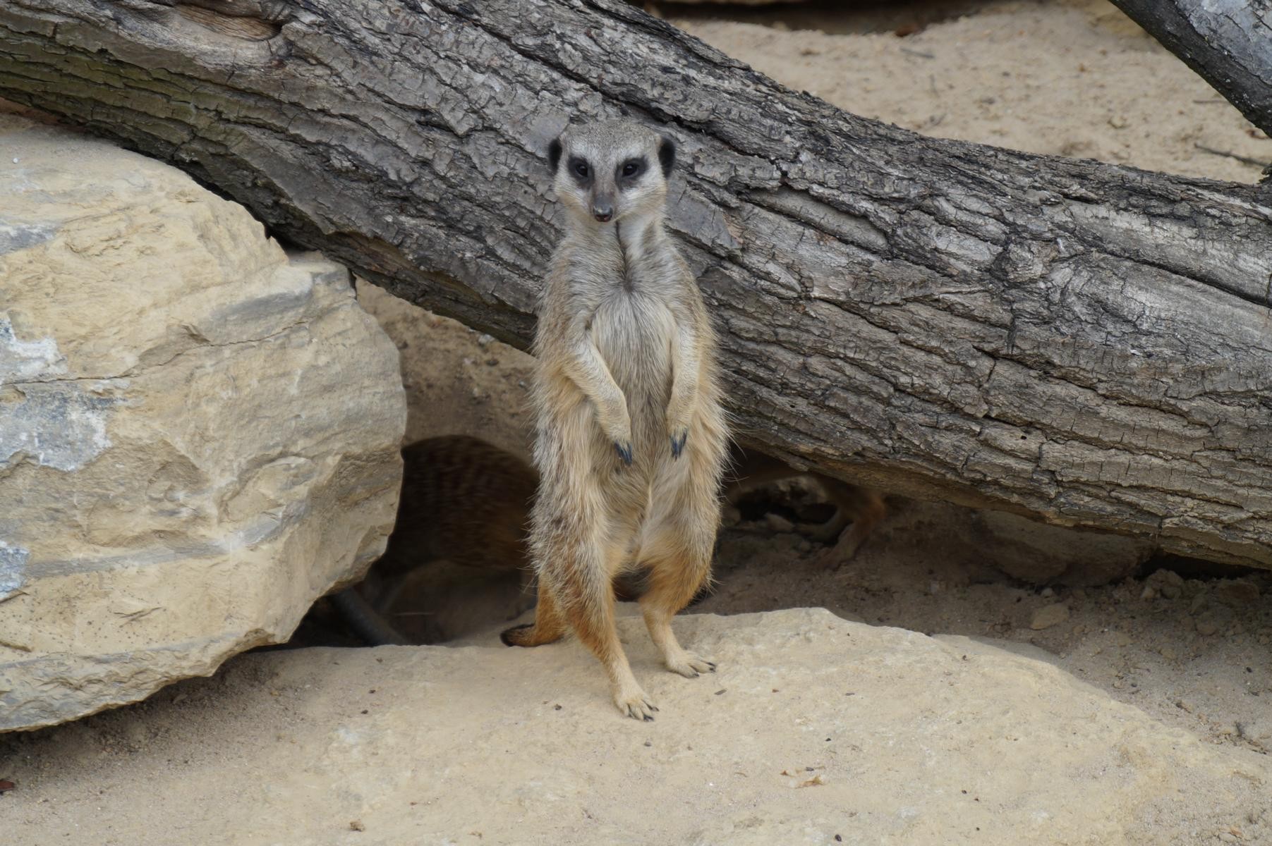Wachsames Erdmännchen.