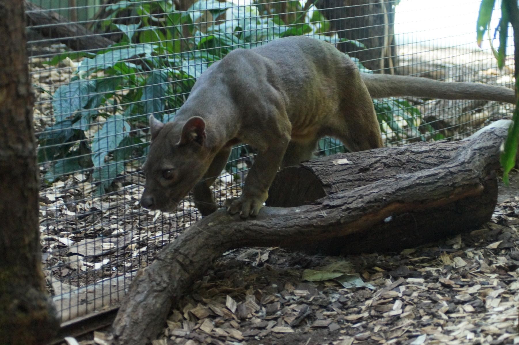 Fossa aus Madagaskar.