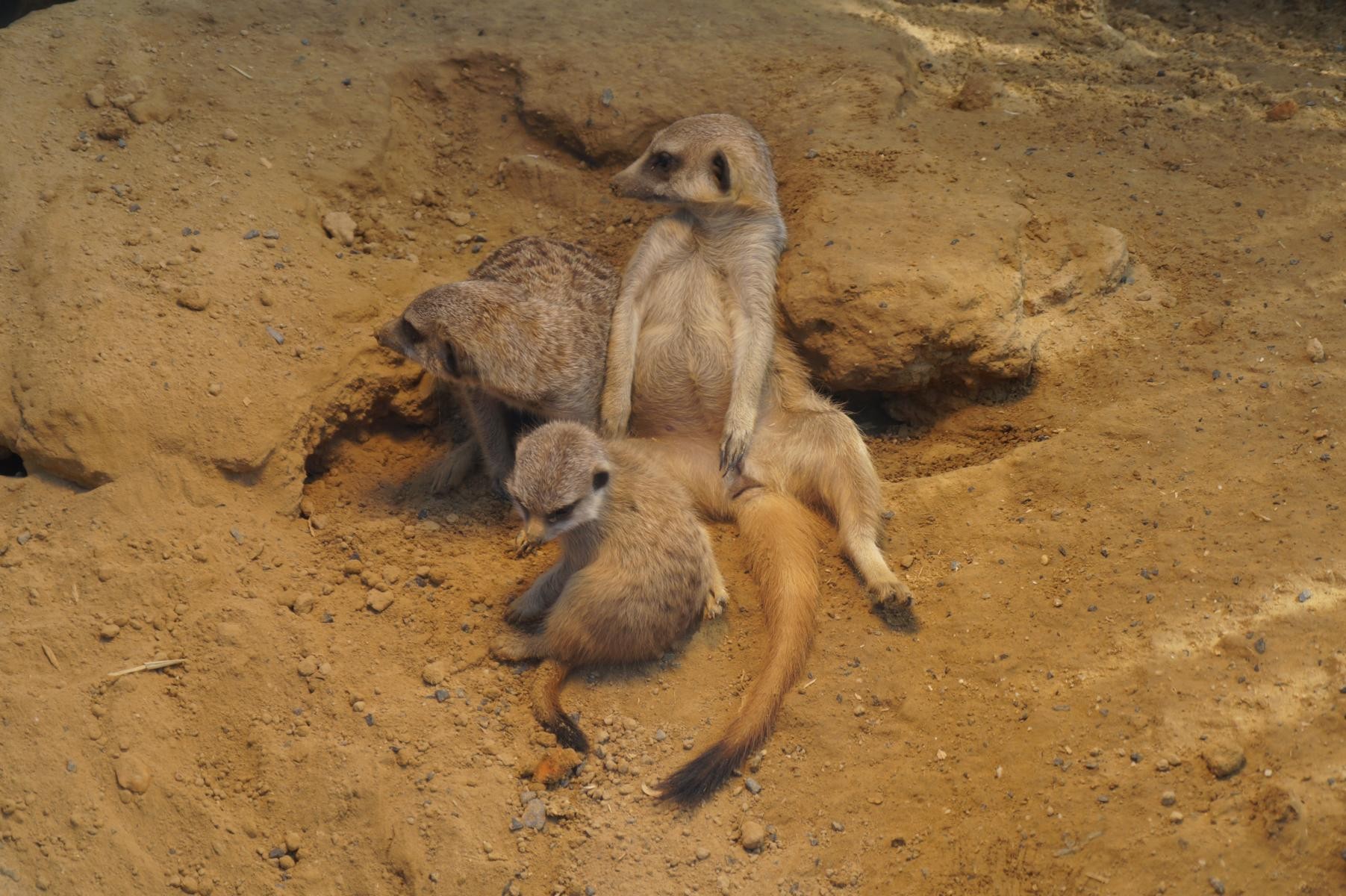 Erdmännchen-Familie.
