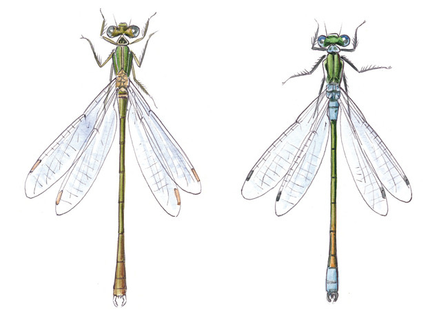 demoiselles (Lestes) (Bretagne Vivante)