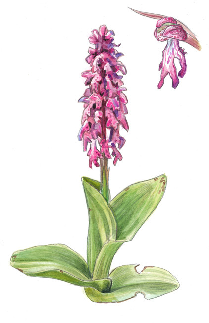 Orchis à longues bractées (Editions la Salamandre)