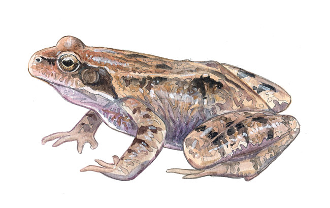 Grenouille rousse (Bretagne Vivante)