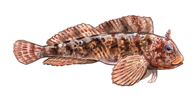 Blennie (Terre sauvage)