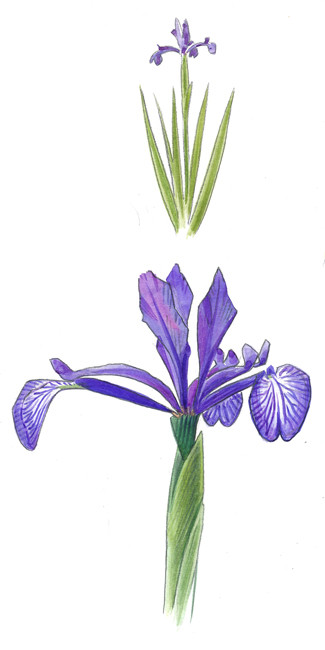Iris bâtard (Editions la Salamandre)